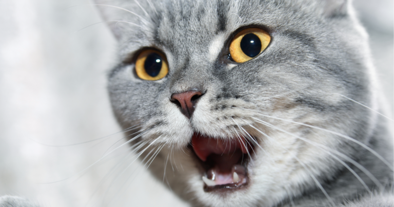 mal aliento gato
