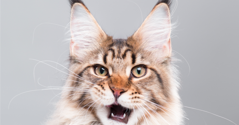 maullar gato