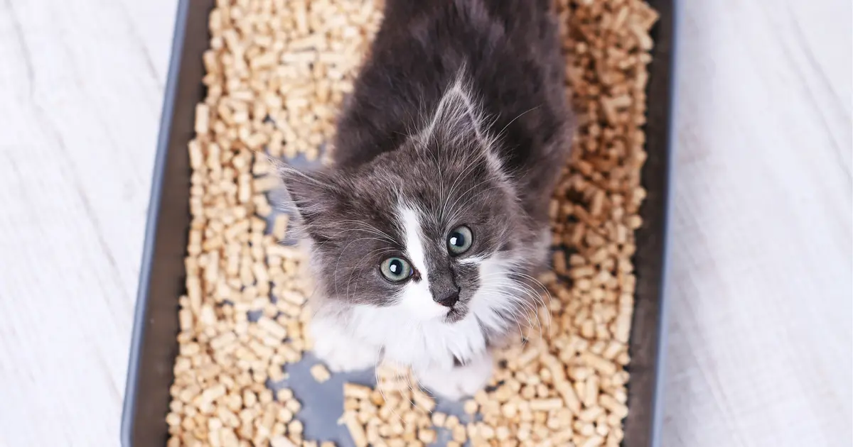 Gato dentro de la caja de arena mirándote