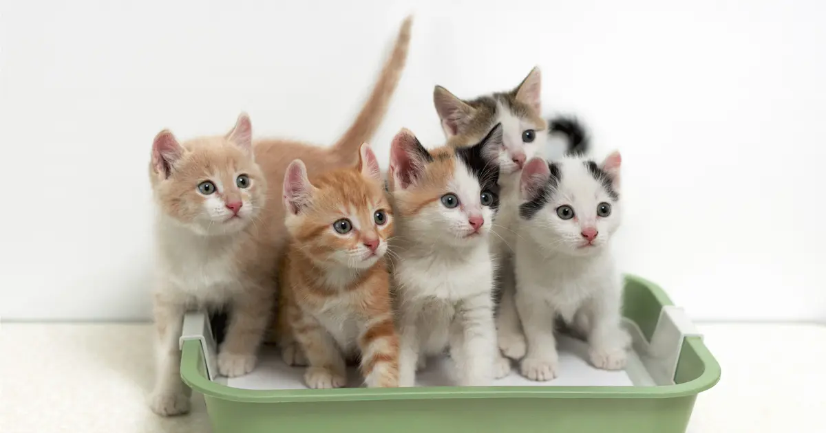 arena para gato