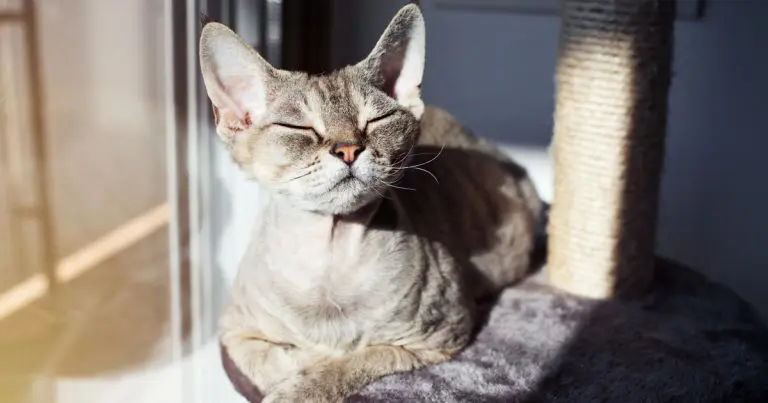 Gato tomando el sol