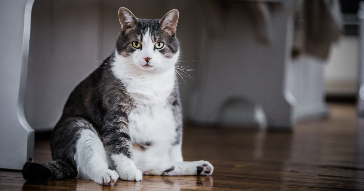 dietas para gatos