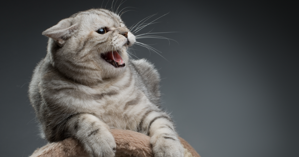 Gato agresivo bufando
