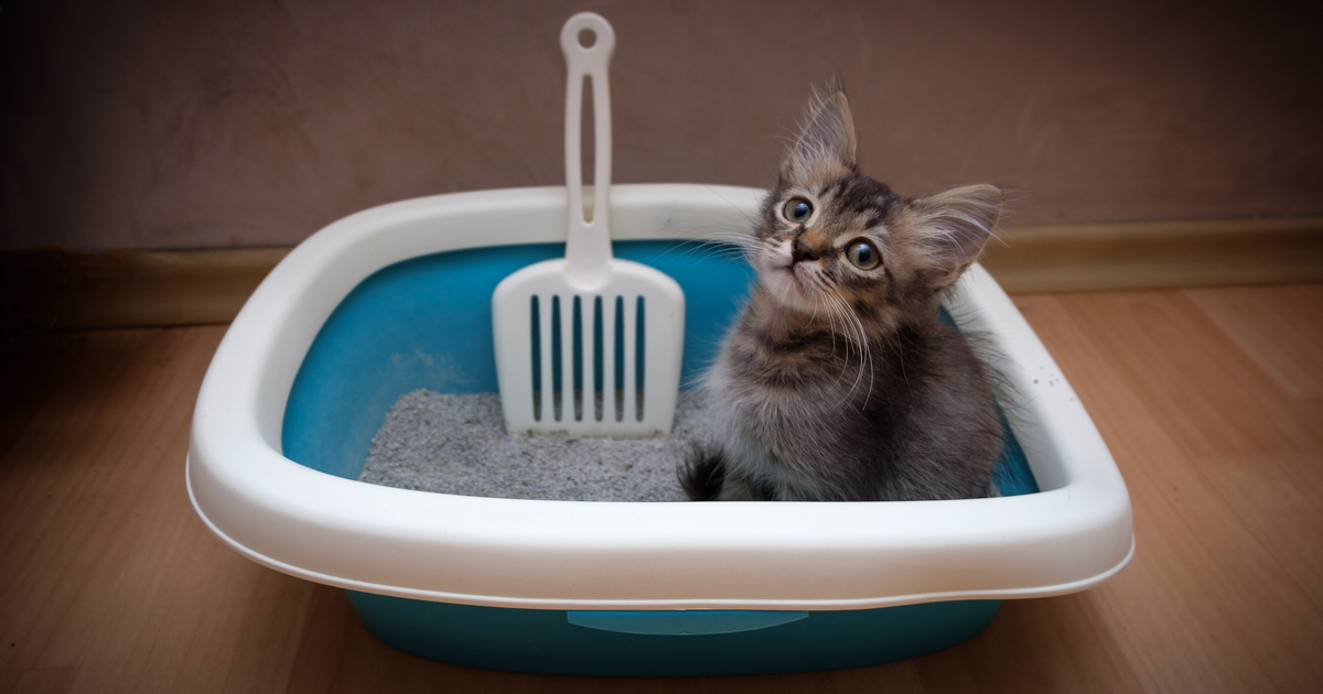Gatto en littiere