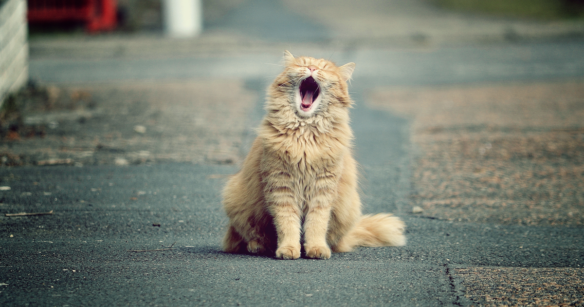 Gato gracioso perdido en la calle