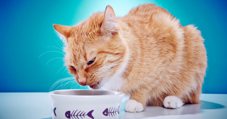 Gato vomitando comida