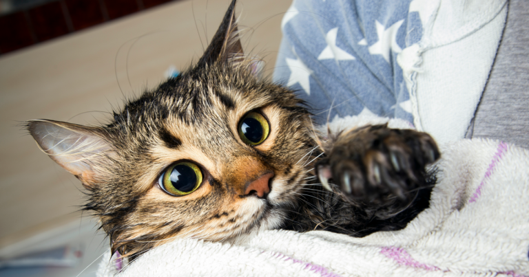 Gato bebé después de un baño
