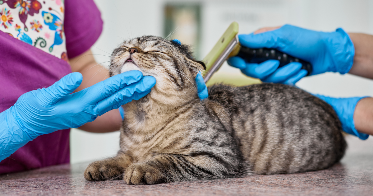gato al veterinario