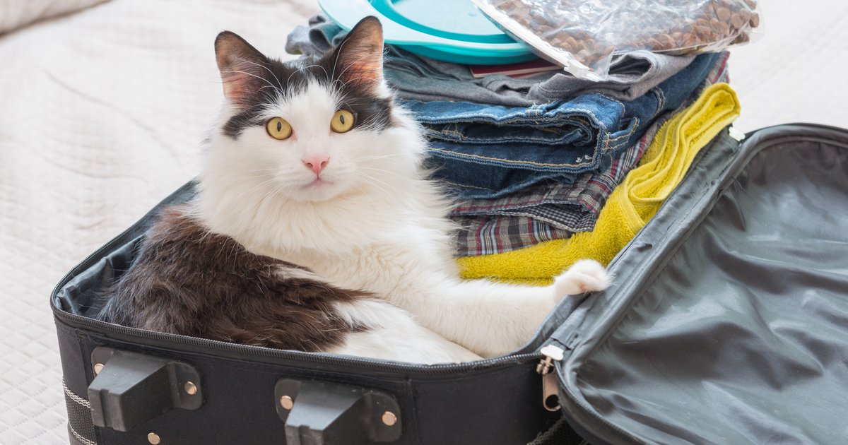 gato en vacaciones