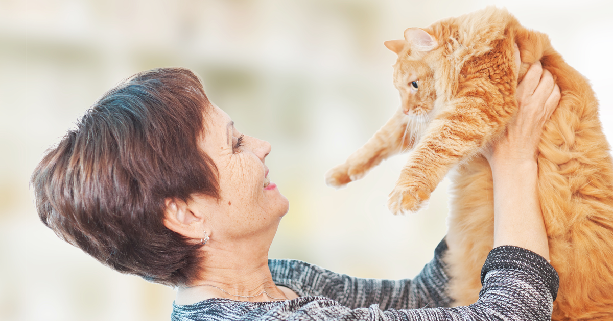 edad humana gatos