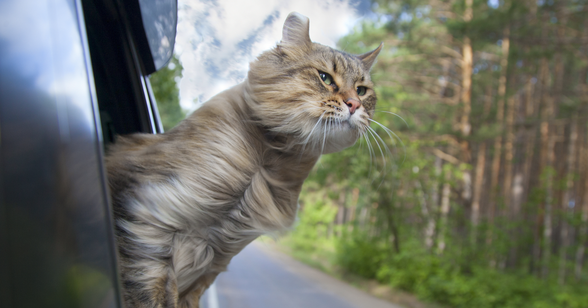 viajar arena gato