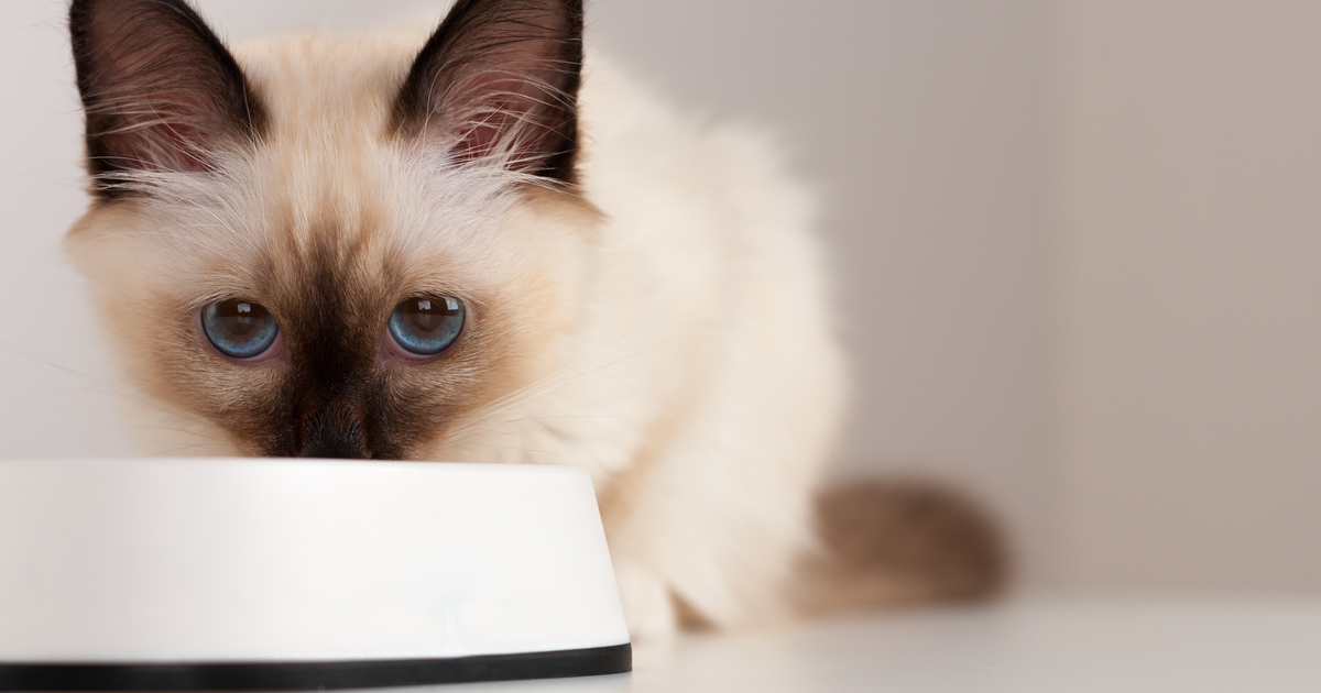 Comer atún gatos