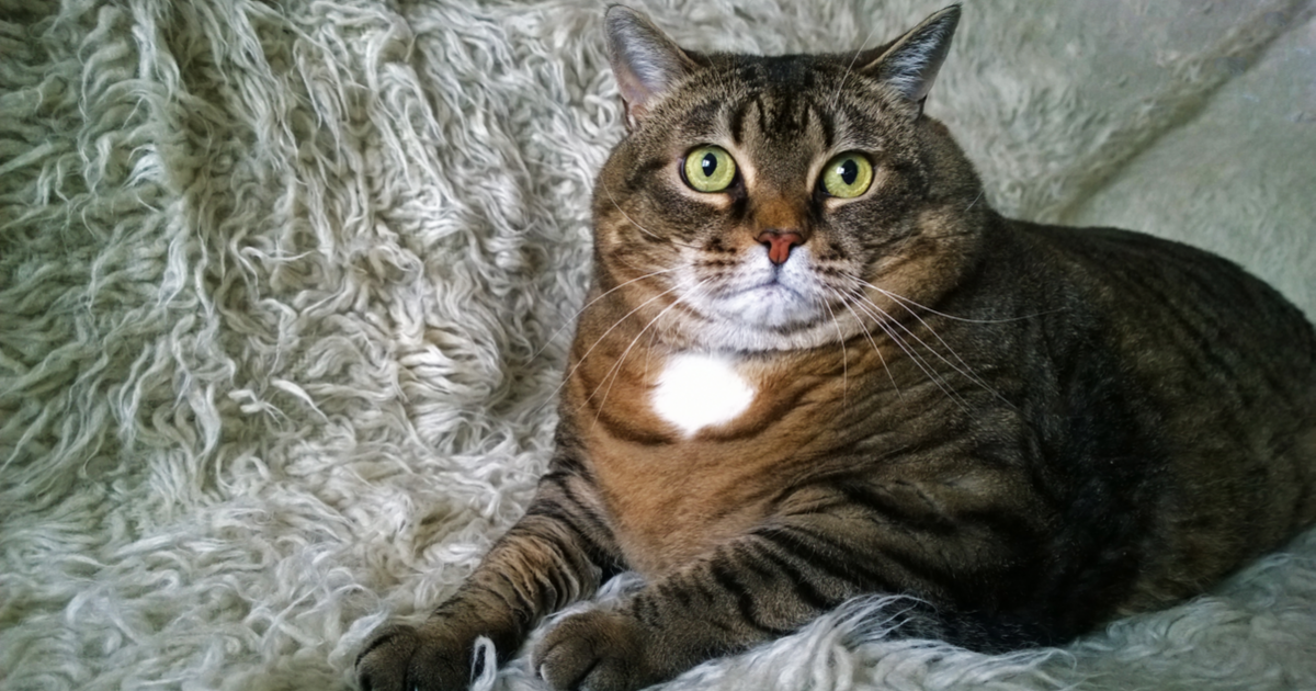 Gato con diabetes