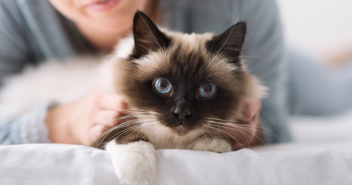 acariciar gato