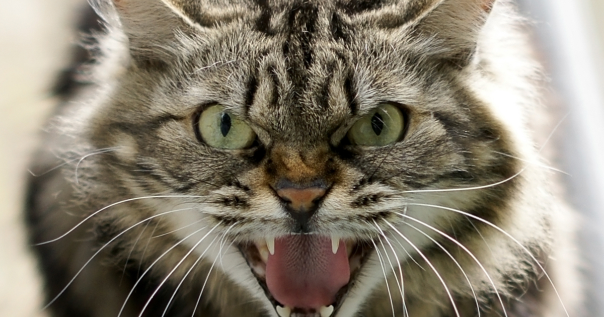 gato bufido