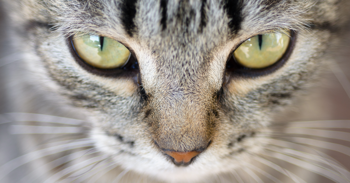 conjuntivitis gato