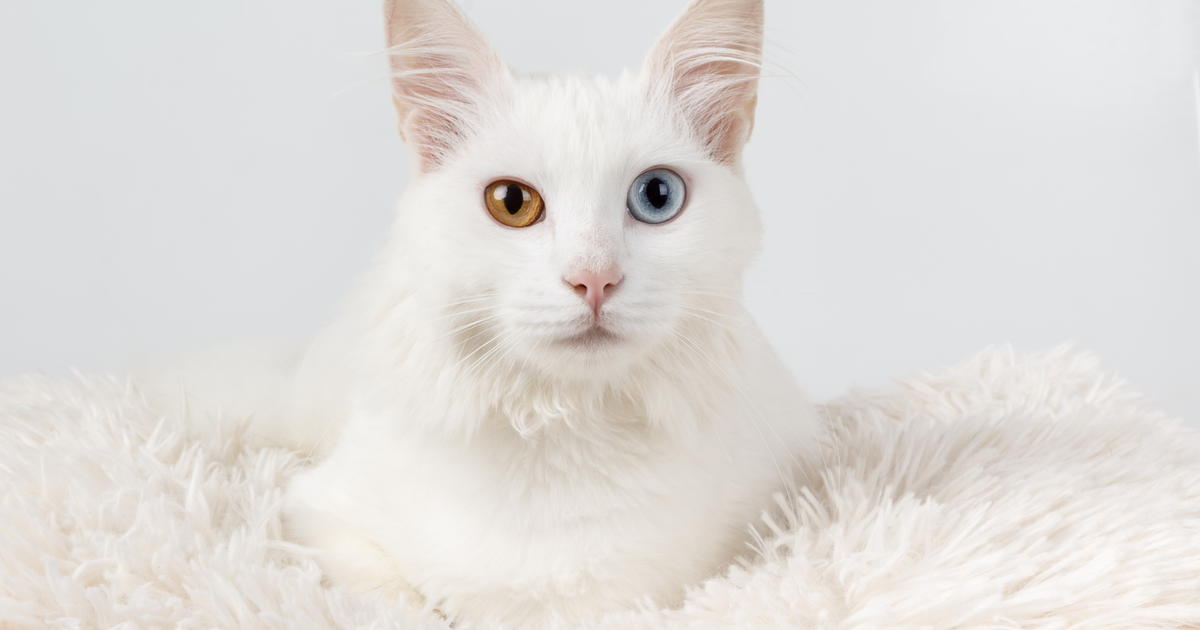 gatos blancos