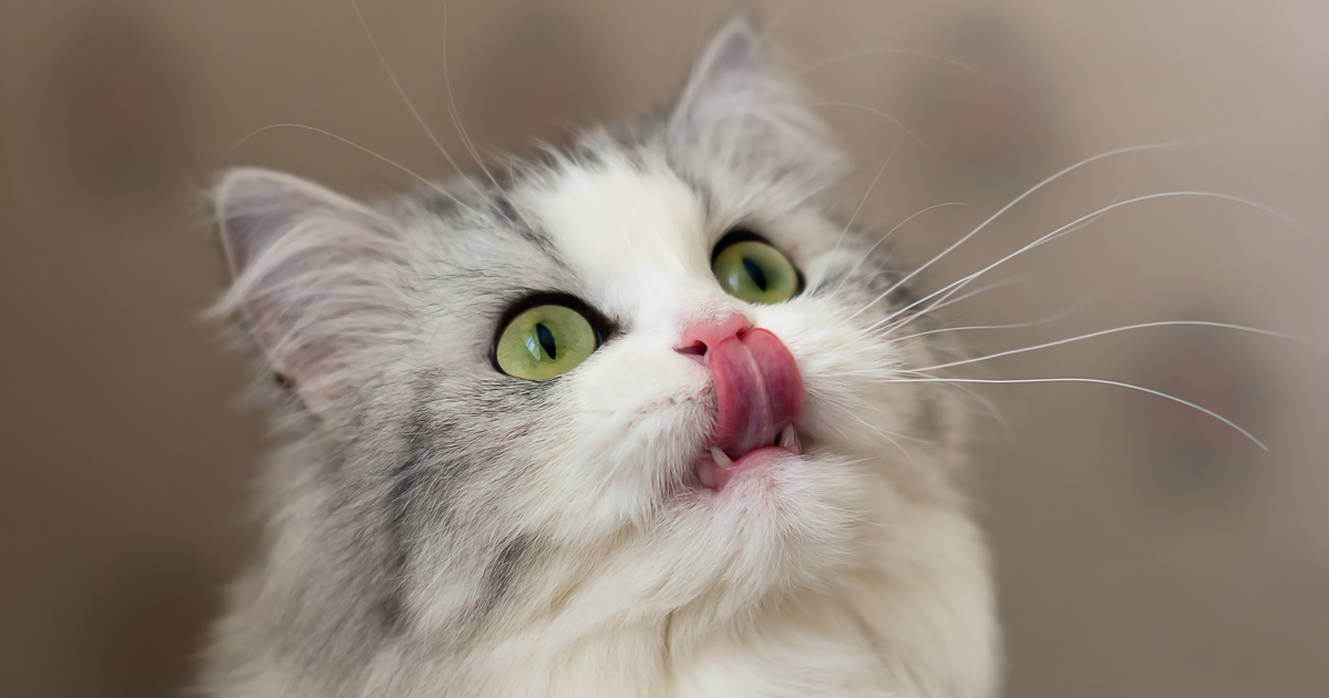 alimentación natural gatos