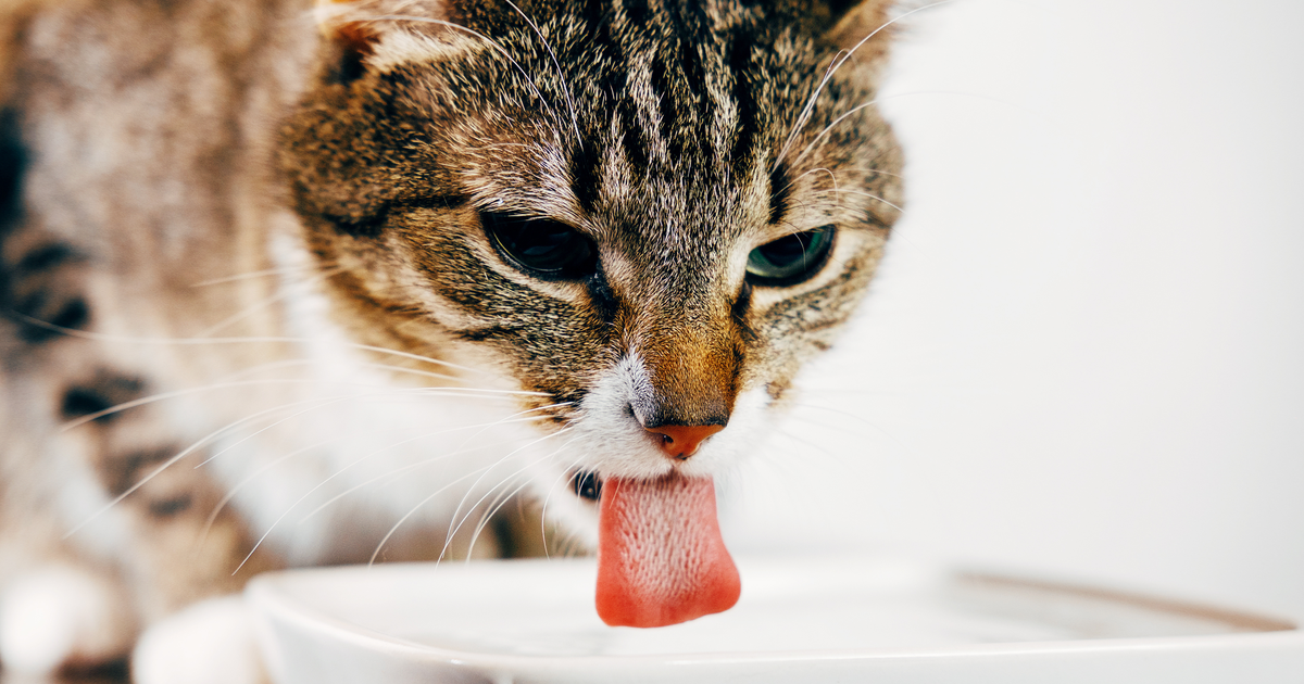 agua gato