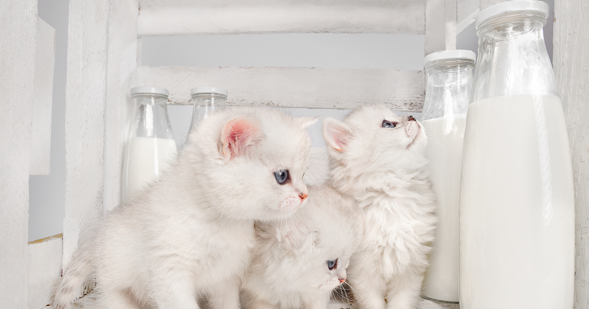 leche gatos