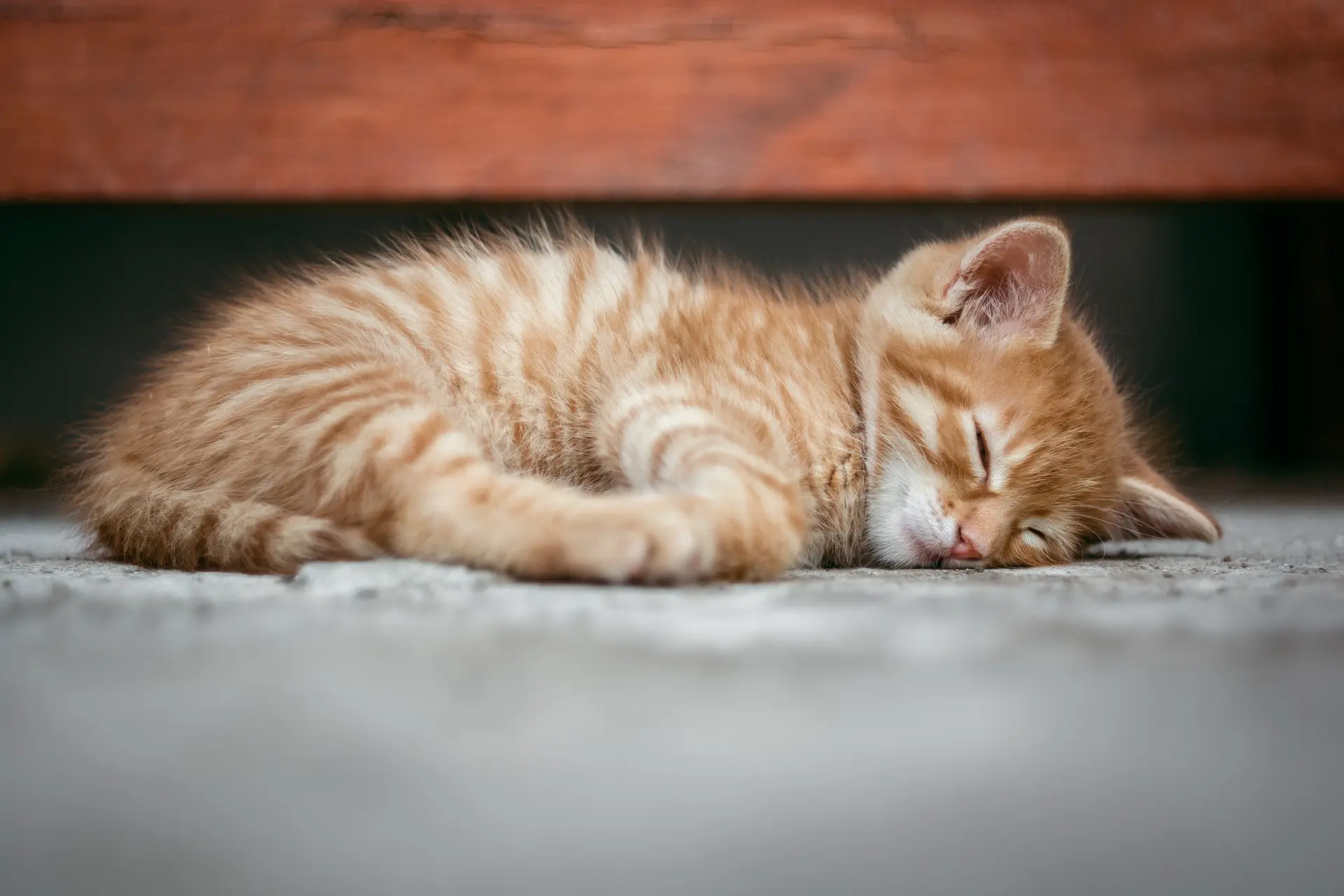 trattamento del calicivirus felino