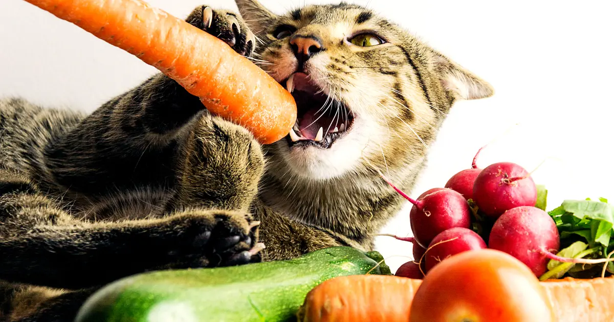 frutas gatos