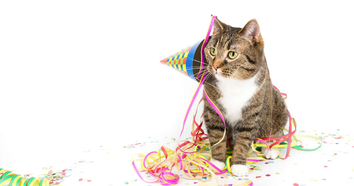 Journée internationale du chat