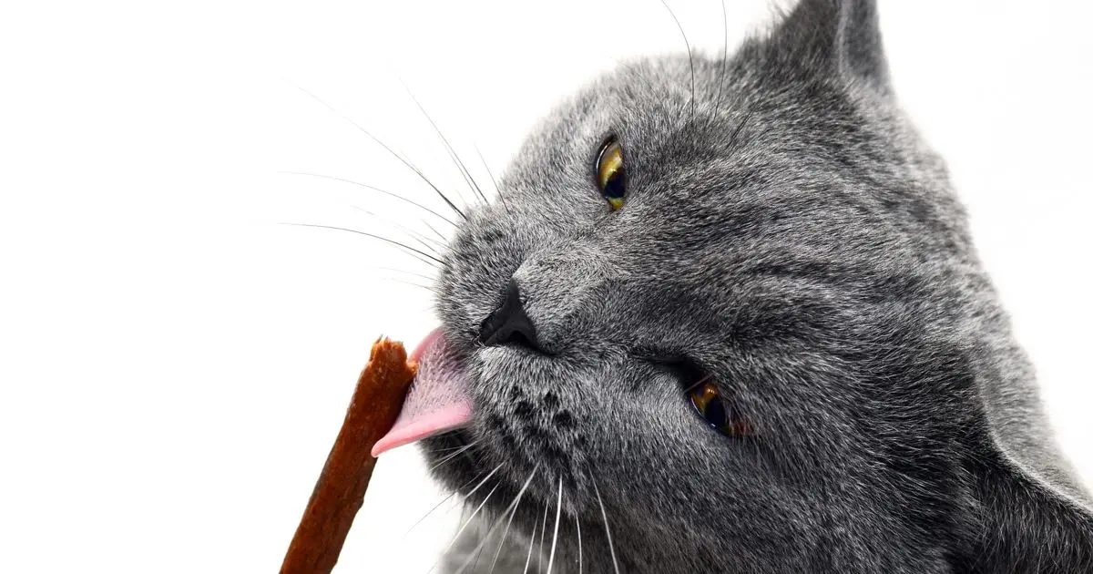 ricette di leccornie per gatti