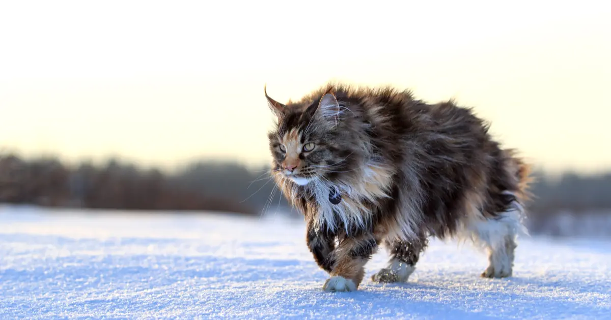 maine coon