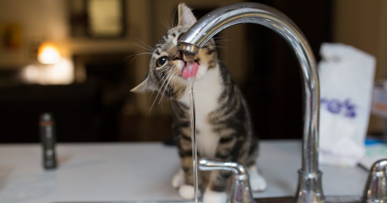 gato beba más agua