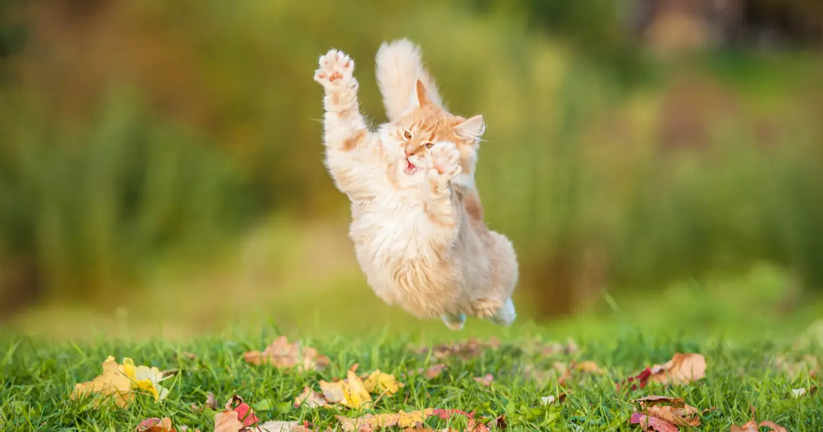 hiperactividad en gatos