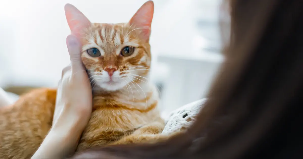 toxoplasmosis