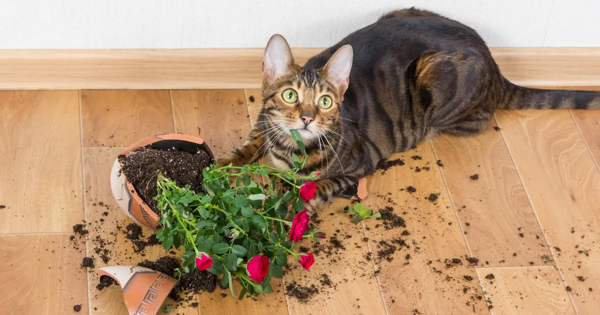 plantas seguras para gatos