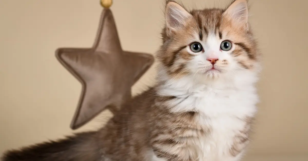 gatos pequeños