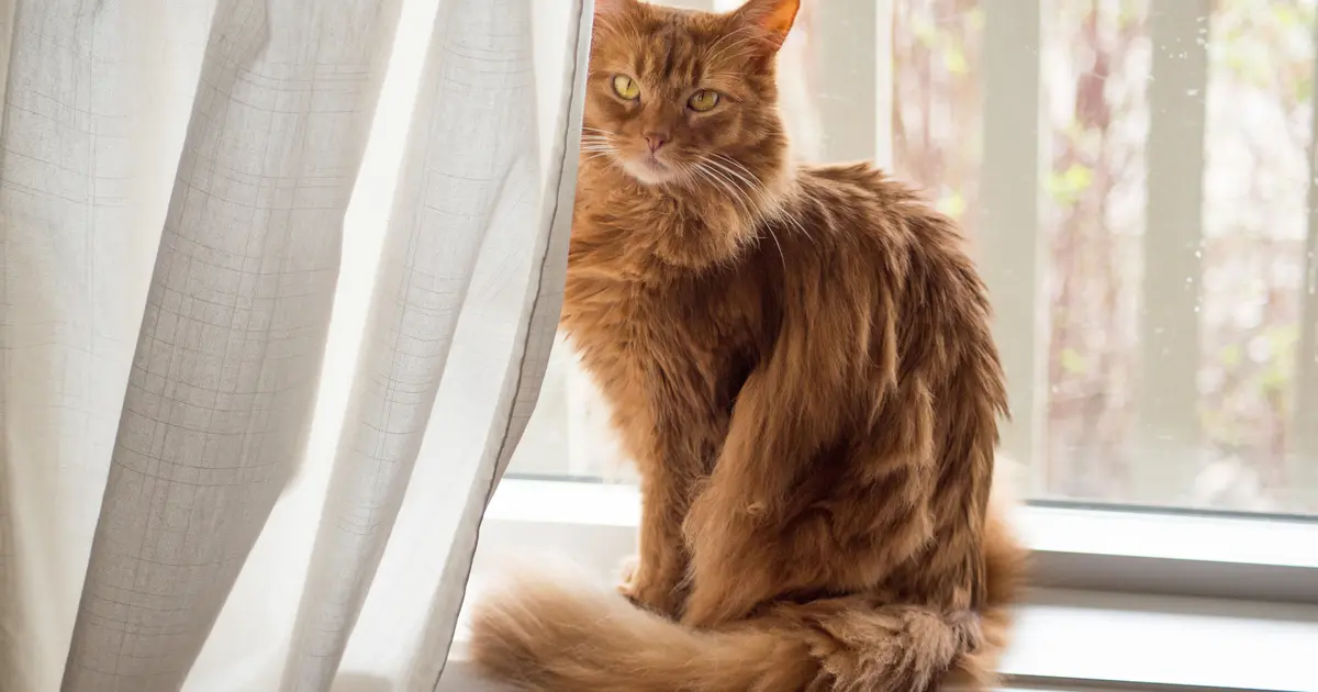 gato somalí