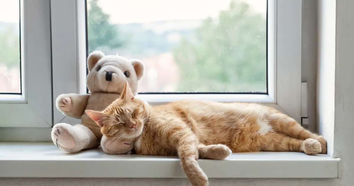 gato