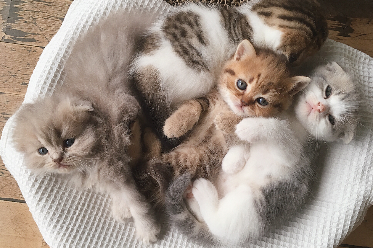 Adopt