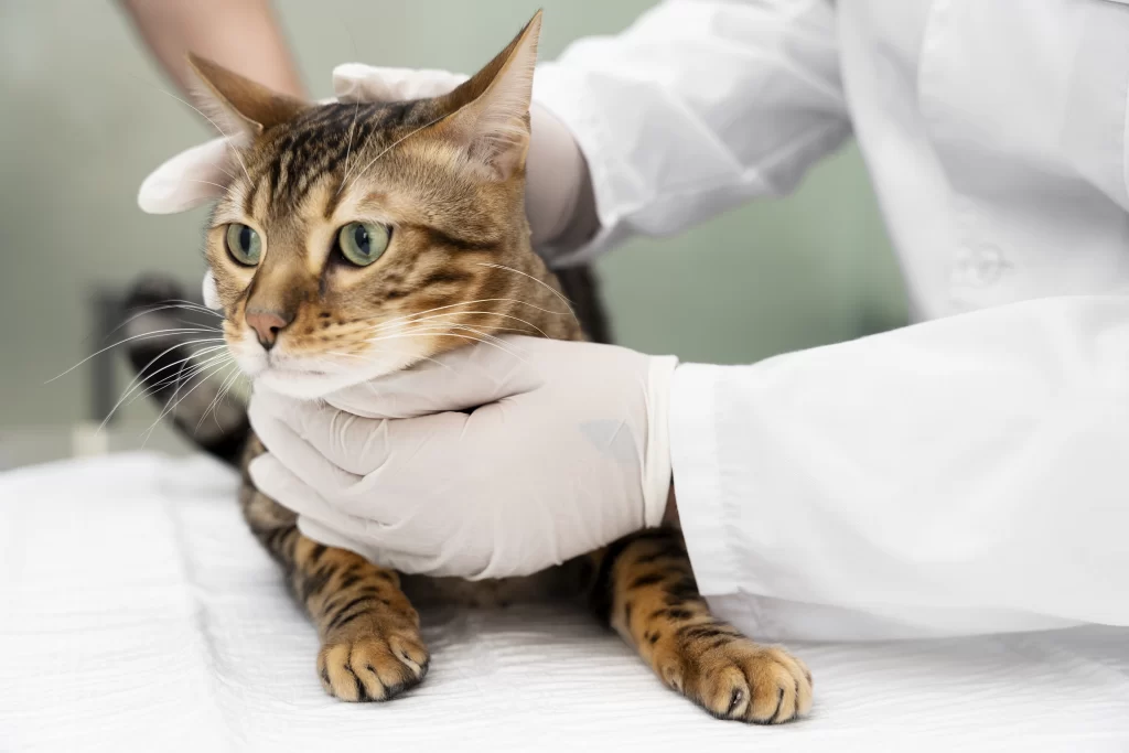 Gato en manos de un veterinario. La mascota, está recostado sobre una cama clínica y los manos del profesional están cubiertas por guantes de látex.