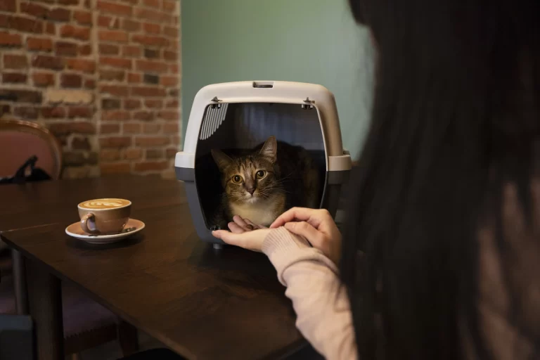 Woman that holds her cat into a box as they show some concerns about the Animal Welfare Law in Spain.