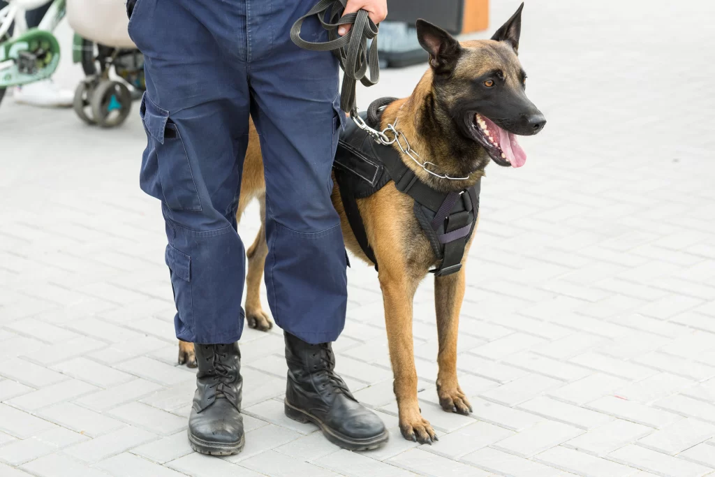 Perro guardian con una correa sostenida por un policía. 