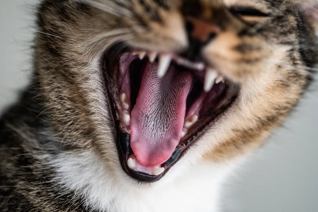 Gato molesto o malhumorado. Hay un close up de su rostro, y deja ver la lengua del gato erizada.