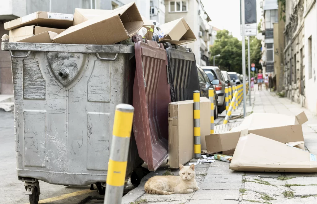 Gato fuera de botes de basura en representación de la normativa de España que habla sobre tirar arena de gato al inodoro, y otras cuestiones de salubridad y sostenibilidad.