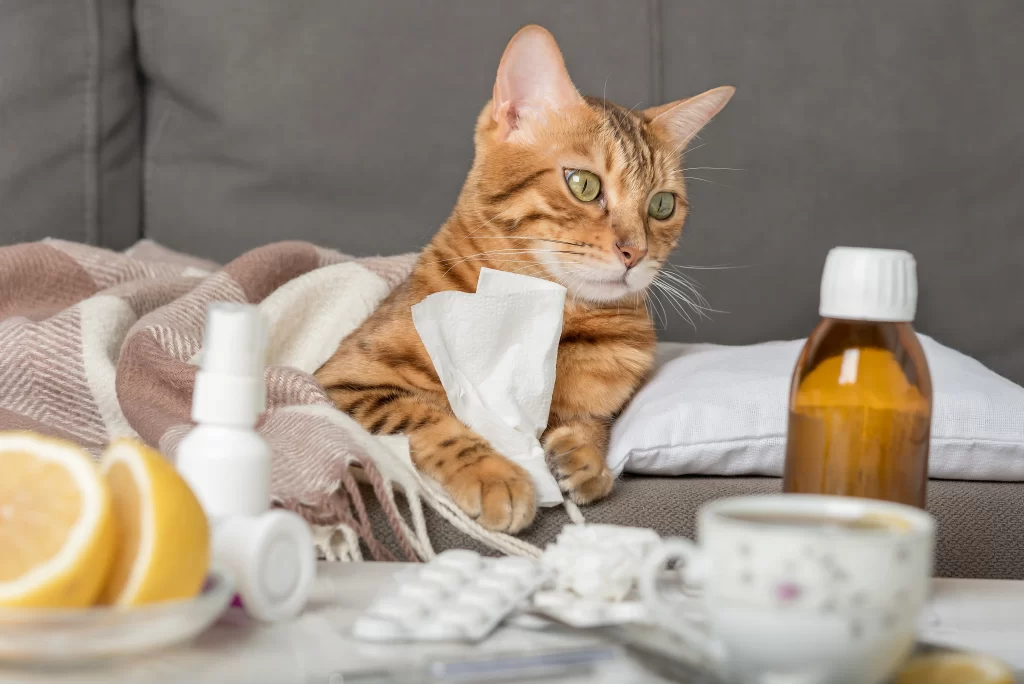 Gato enfermo con papel tisú en sus patas. Una manta lo cobija y reposa su rostro sobre una almohada.