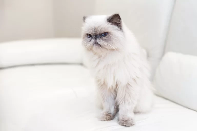 Mascot that is showing a cat stress symptom: with bad humor, angry mood and insensible.