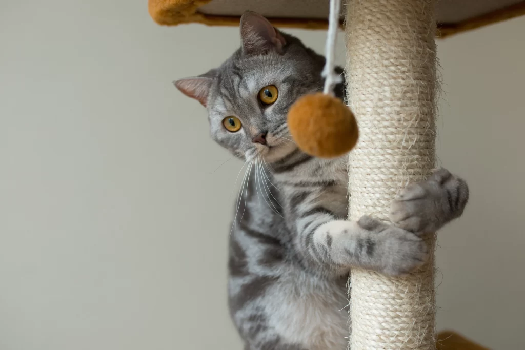 Gato abrazando su rascador, que cuenta con una pelota colgante amarilla.