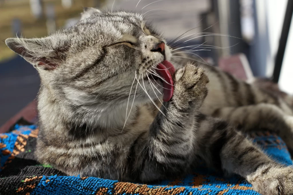 Gato recostado dándose un baño con su lengua. Zoom en su rostro mientras disfruta ese momento.