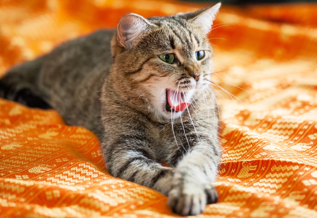 Minino tiene uno de los síntomas de estrés en gatos: cansancio constante.