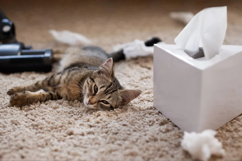 Gato enfermo con una caja de kleenex a su lado, recostado sobre una alfombra café.