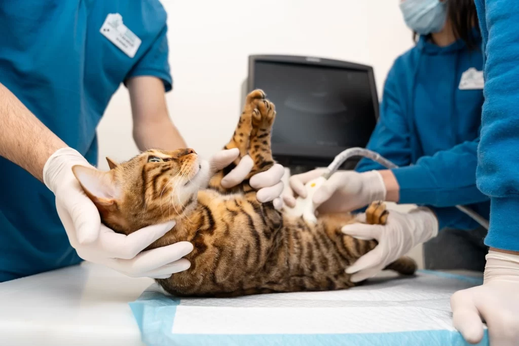 Gato recostado sobre una camilla clínica con veterinarios a su alrededor mientras le revisan su barriga.