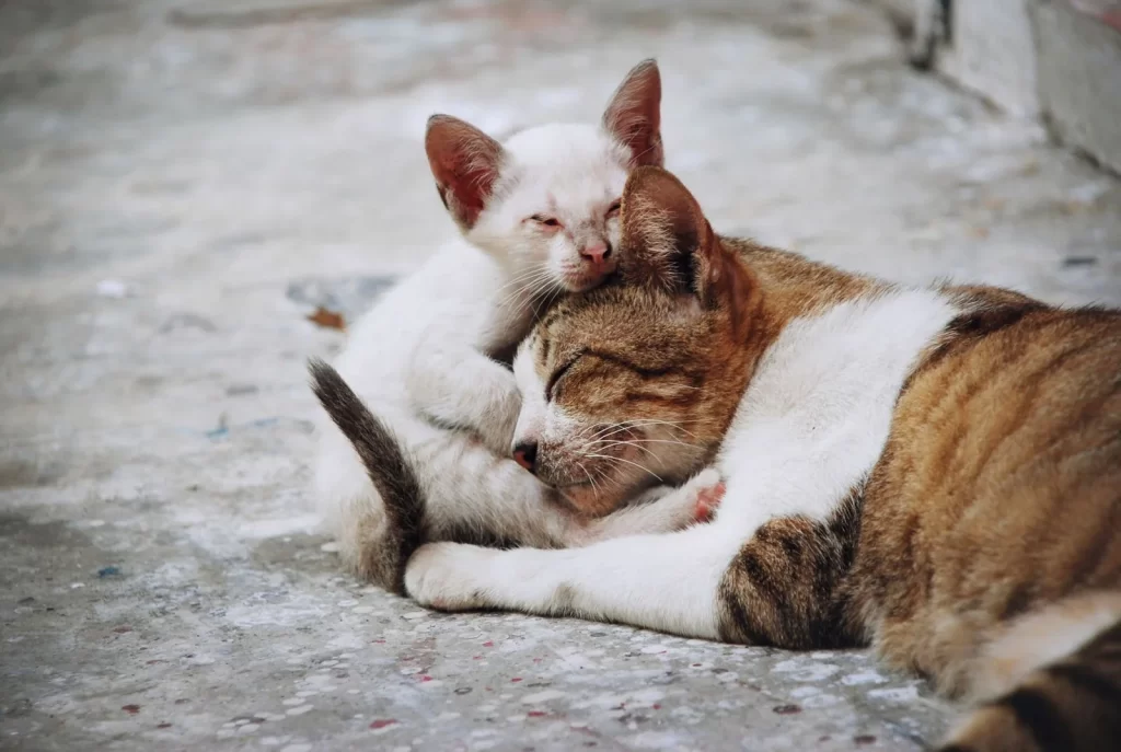Mom cat and baby vat sleeping together in the street.